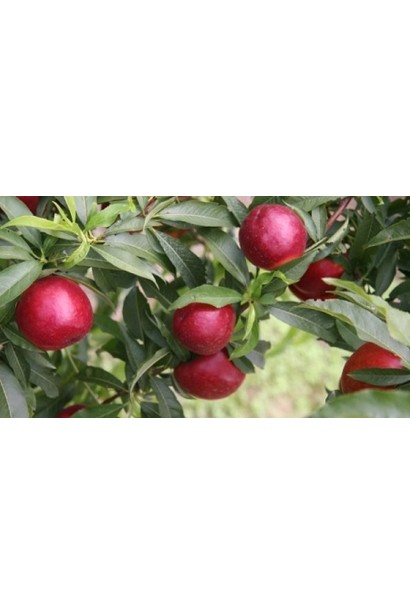 Prunus persica / nucipersica Alitop